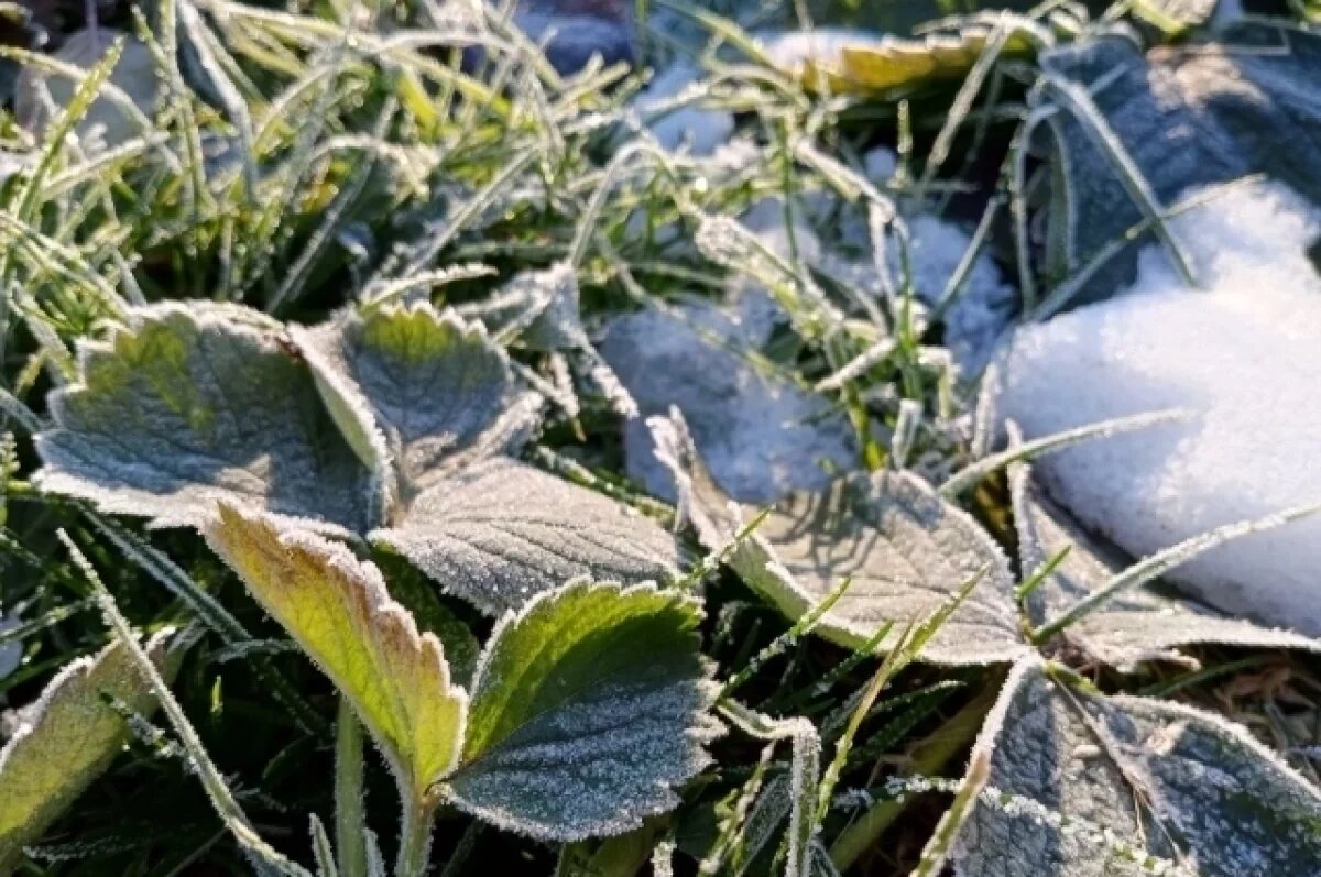    В Воронежской области ввели режим ЧС из-за заморозков