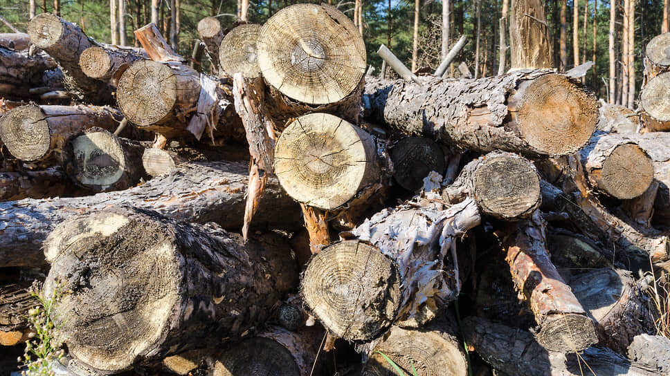 Фото: Игорь Елисеев / Коммерсантъ