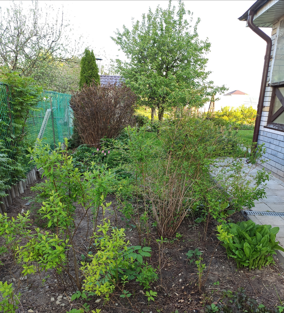 Спирея иволистная