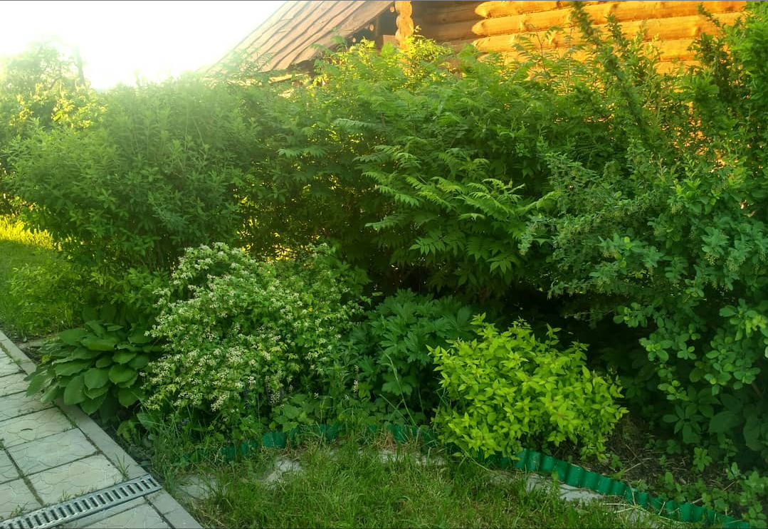 Рябинолистники 