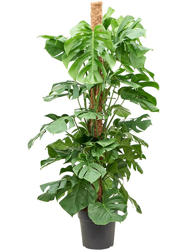 Монстера с опорой. Источник фото: https://gardengrove.ru/