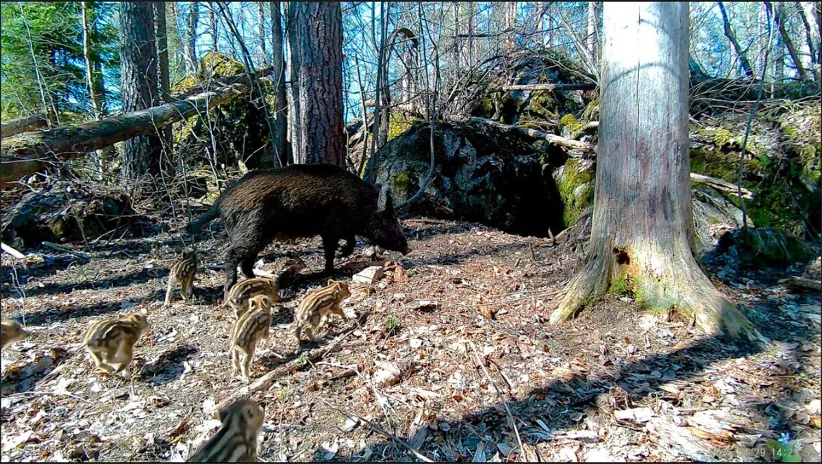    Фото: телеграм-канал «Каждой твари по паре»
