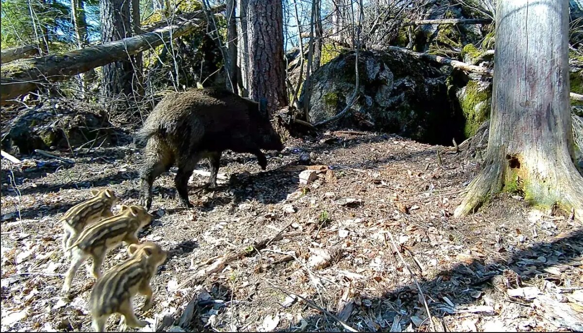    Фото: телеграм-канал «Каждой твари по паре»