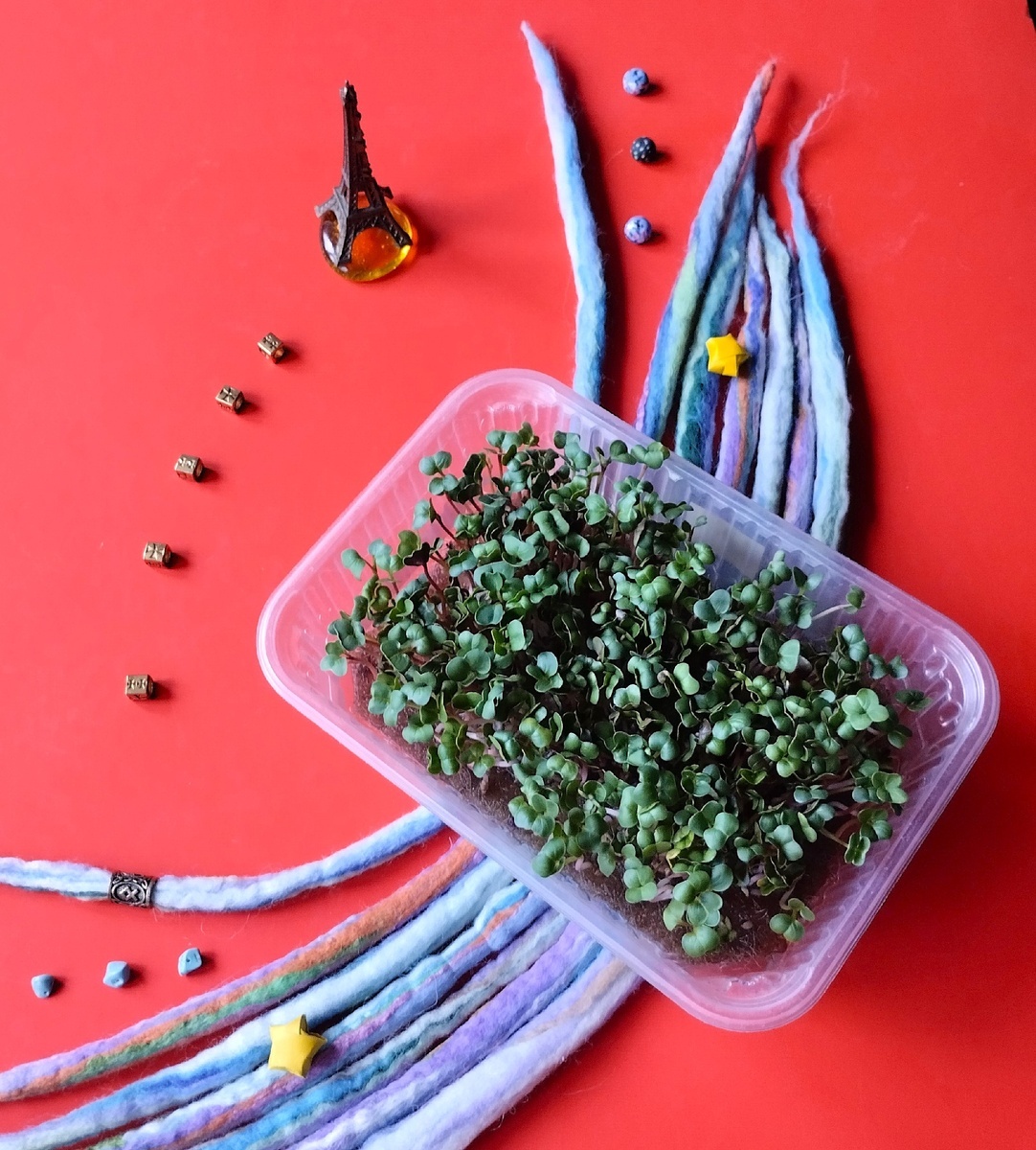 Микрозелень редиса "Французский завтрак". Жгуты для оформления фото сделаны мокрым способом валяния.