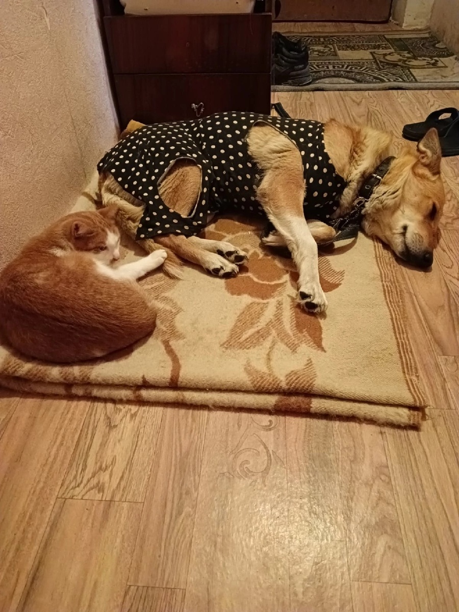 Тоша всегда рядом 