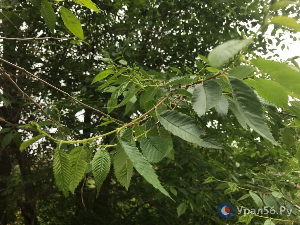   Старые пашни в Оренбургской области начали засаживать карагачами