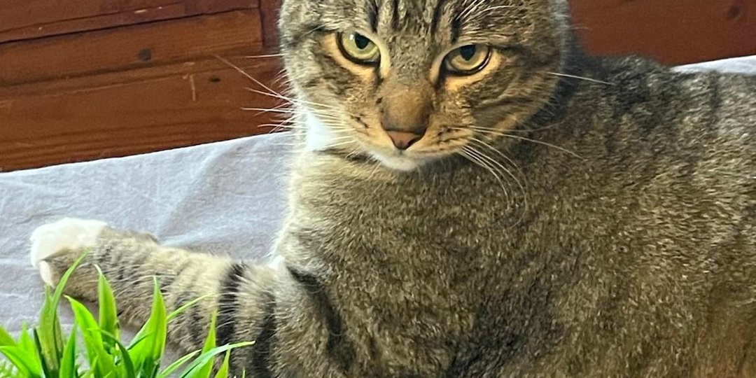 В заброшенном пристанище, сквозь заклеенное ветошью окно, промелькнул призрак…