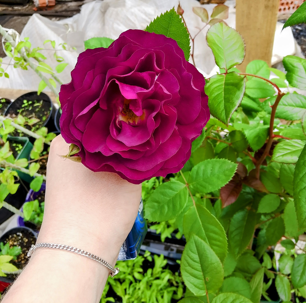 Красотка распустилась