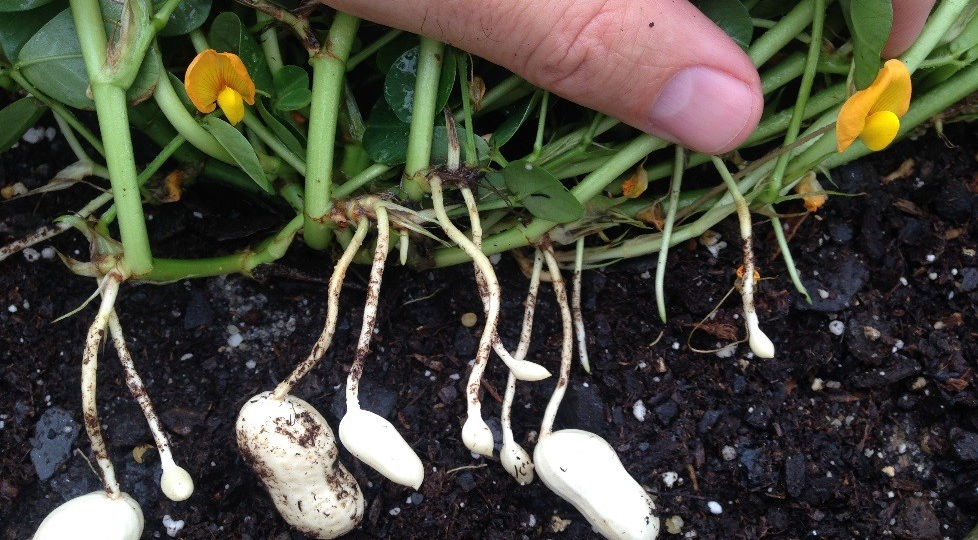 Как вырастить арахис в огороде: пошаговое руководство