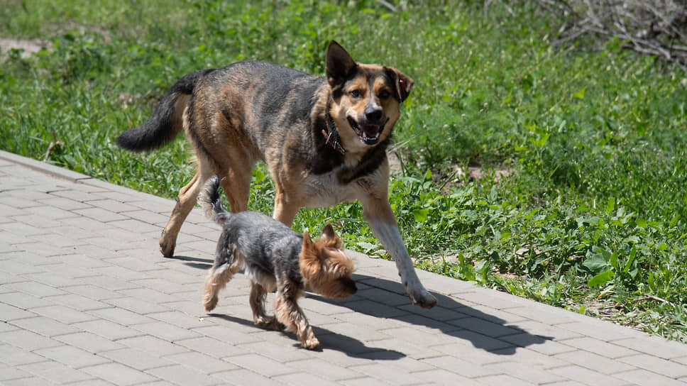Фото: Олег Харсеев / Коммерсантъ