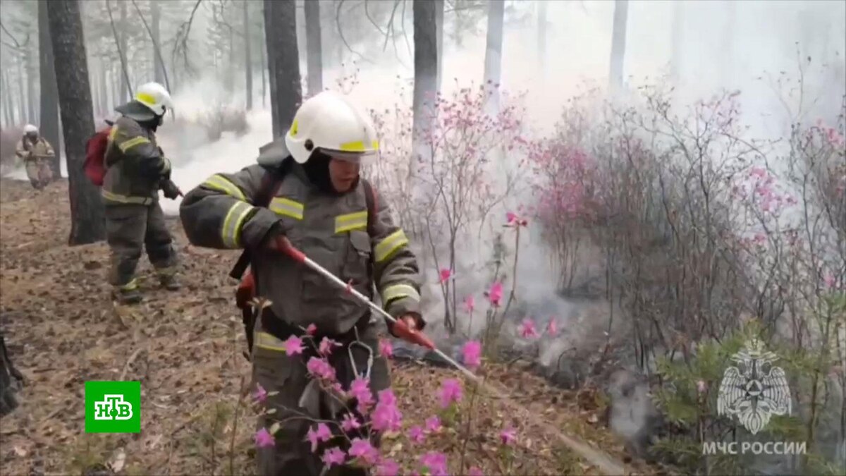    Площадь лесных пожаров в России превысила показатели прошлого года