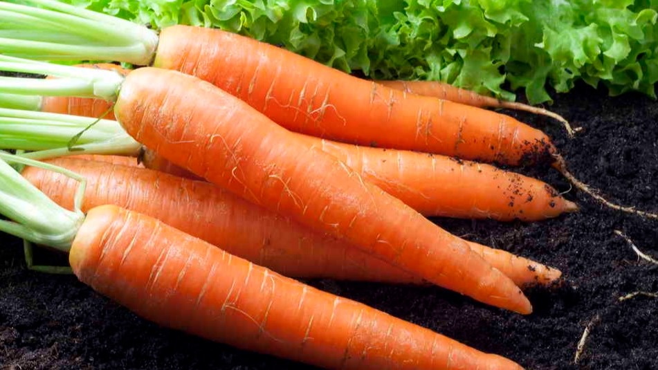 Использую 2 копеечных средства для выращивания крупной моркови без разветвлений. 4 недели особого ухода дают отличный результат