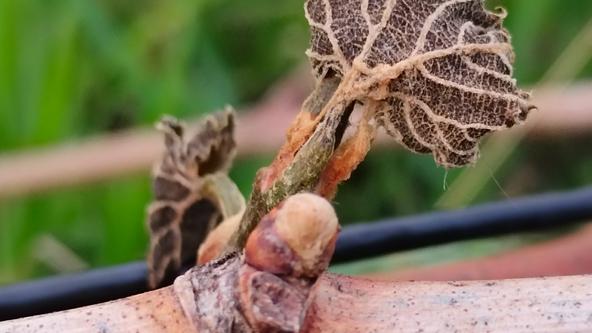 Жизнь продолжается. Один побег погиб, на его смену появляется другой 