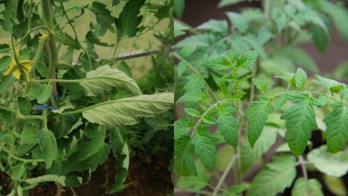 Результат восстановления листьев томатов через 2 недели после применения природного настоя