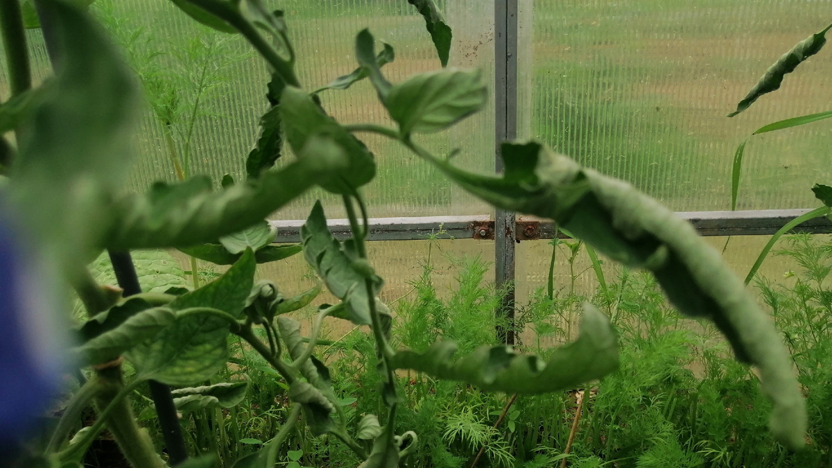 В начале плодоношения часто вижу, как листья скручиваются внутрь. 