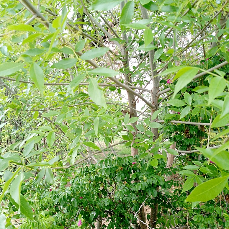 Найди двух воробьев)