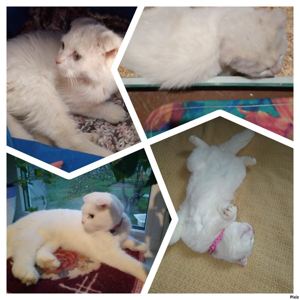 Жизнь бывшеуличной кошки в 4х картинках. Едет домой 1, не знает лотка 2, стала запрыгивать на подоконник 3, чувствует себя дома 4