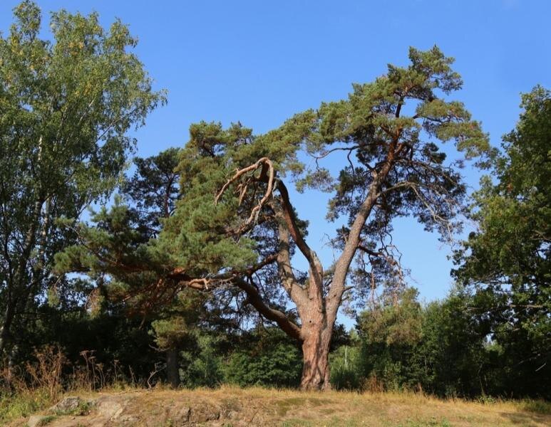    Шишкинская сосна на острове Валаам. Фото: пресс-служба правительства Карелии