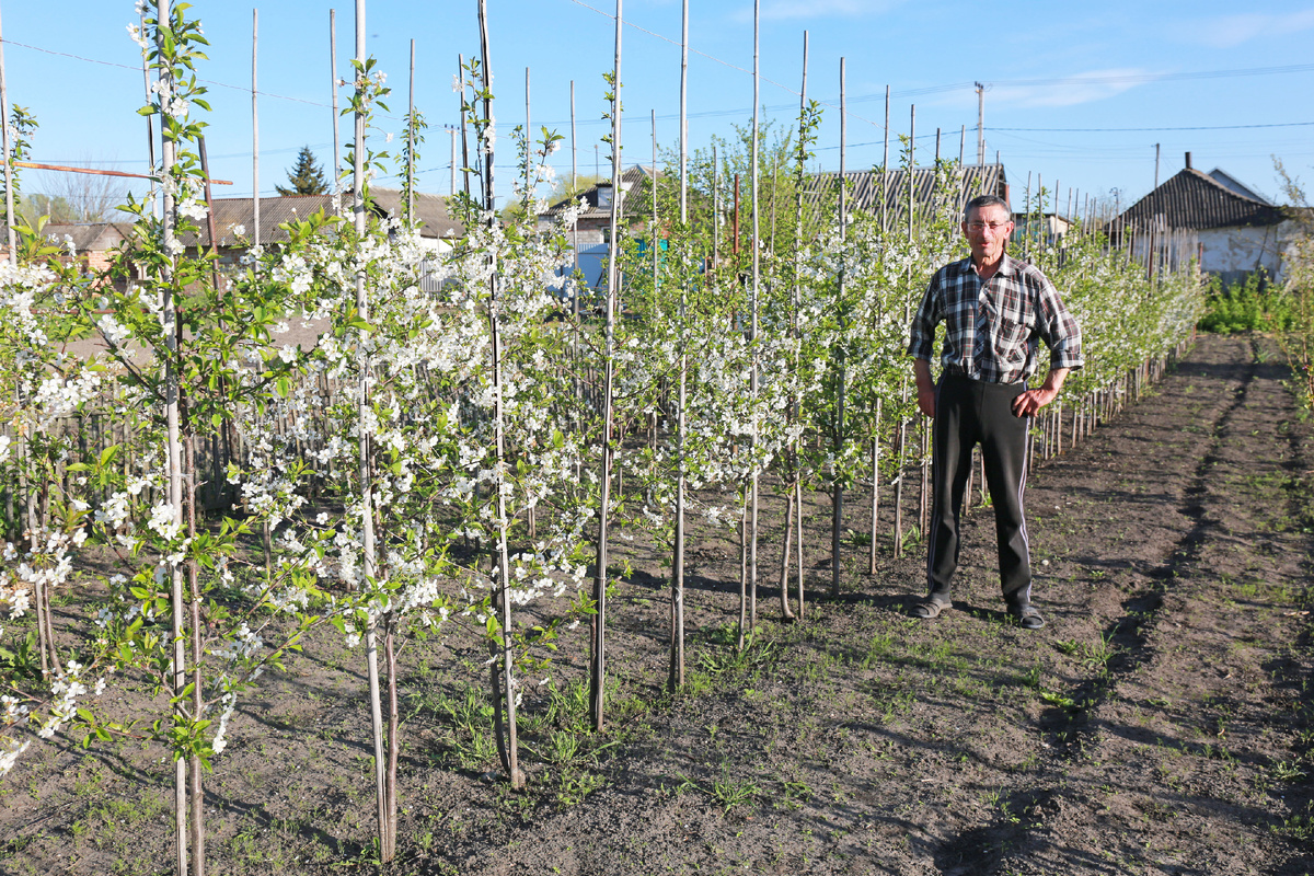 Фото 1. Александр Водянов возле своего вишневого сада.