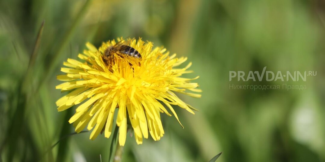 Стричь или выдергивать? Специалисты рассказали, как победить сорняки