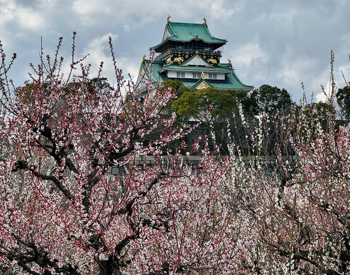 Сакура у замка Осаки 