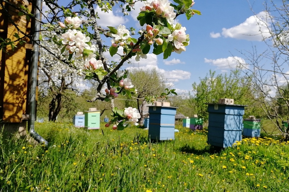 Получение новых семей методом Е.В. Александра: основные принципы и методы искусственного размножения пчелиных семей (часть 7)