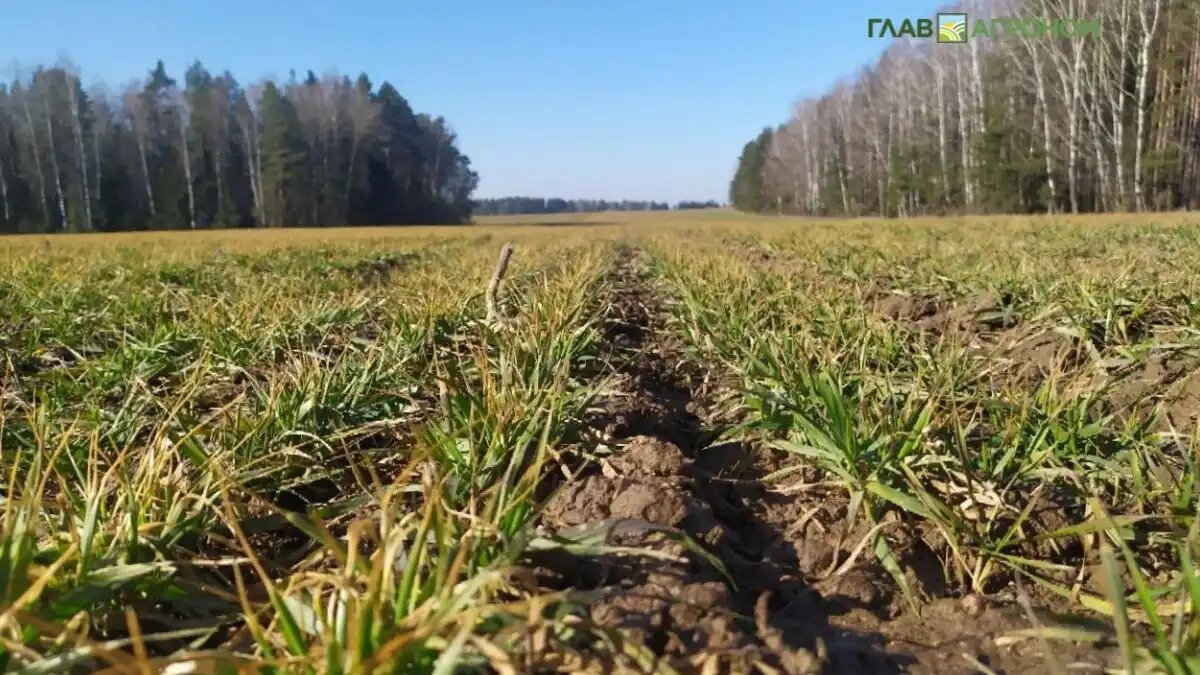 Фото: © Владимир Исаенко / Glavagronom.ru
РУСАЛ начинает испытания принципиально нового кремниевого удобрения