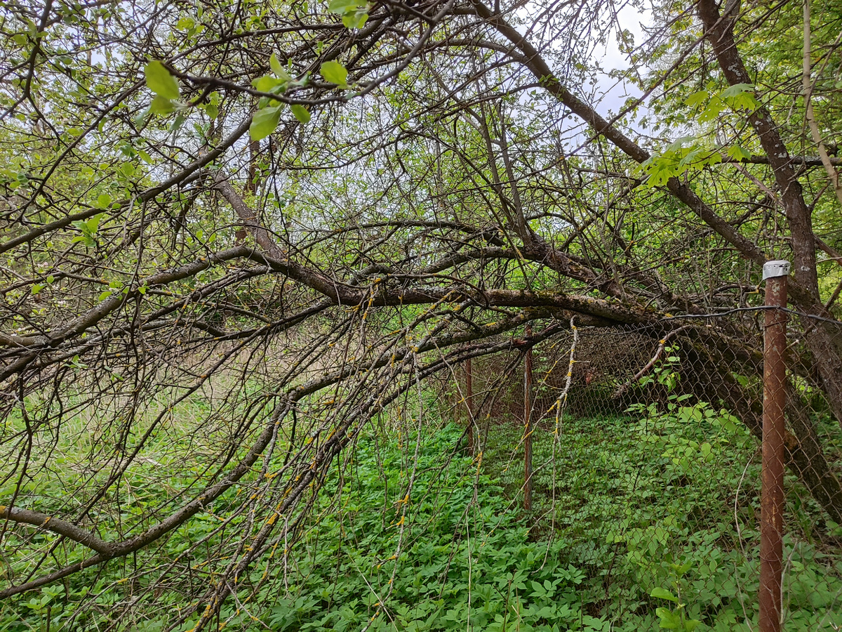 срочно пилить