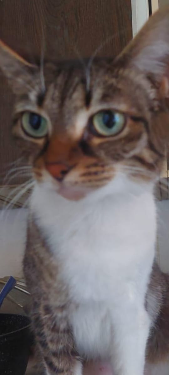 Мяу, усыновите меняу!