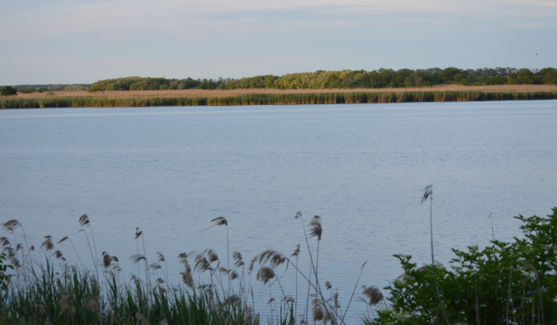 Фото автора. 15.05.2025. Водная гладь реки Кирпили.
