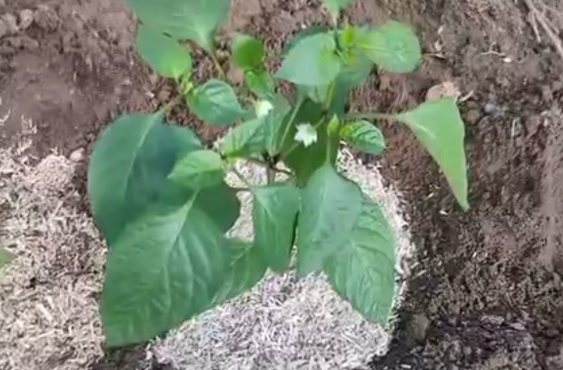 Посадка перцев, что положим в лунку и как защитим от похолодания