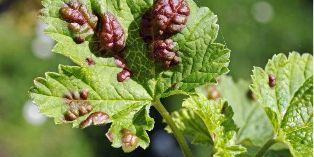 Как избавиться от тли без химии: проверенные способы, которые работают 🌿🐞