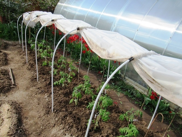 Пересадка томатов в открытый грунт: раскрываю свои секреты для начинающих огородников