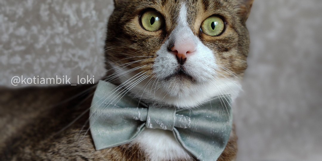 🐾Кошачий Кусь: От профилактики до любви❤️