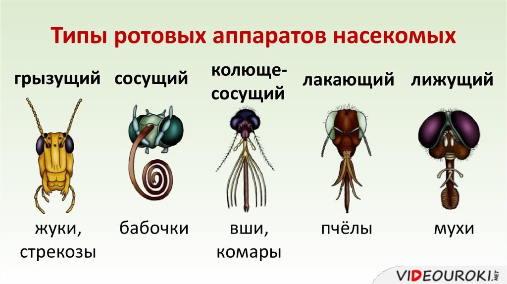 типы ротовых аппаратов