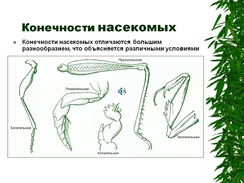 типы конечностей