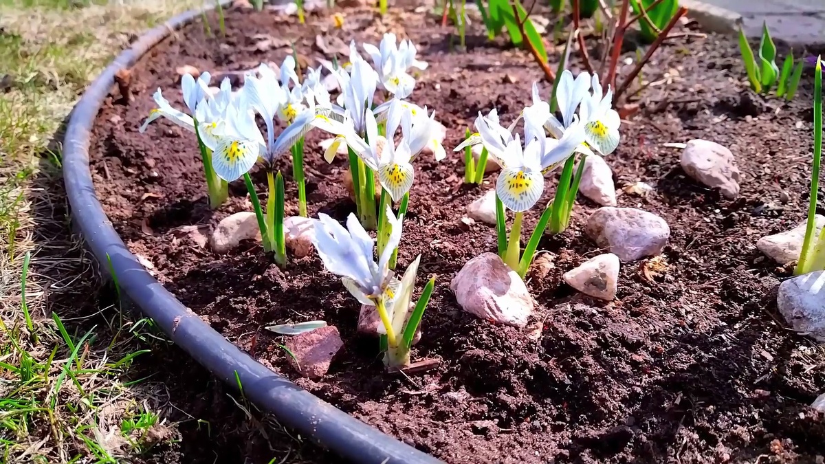 Первоцветы на участке.