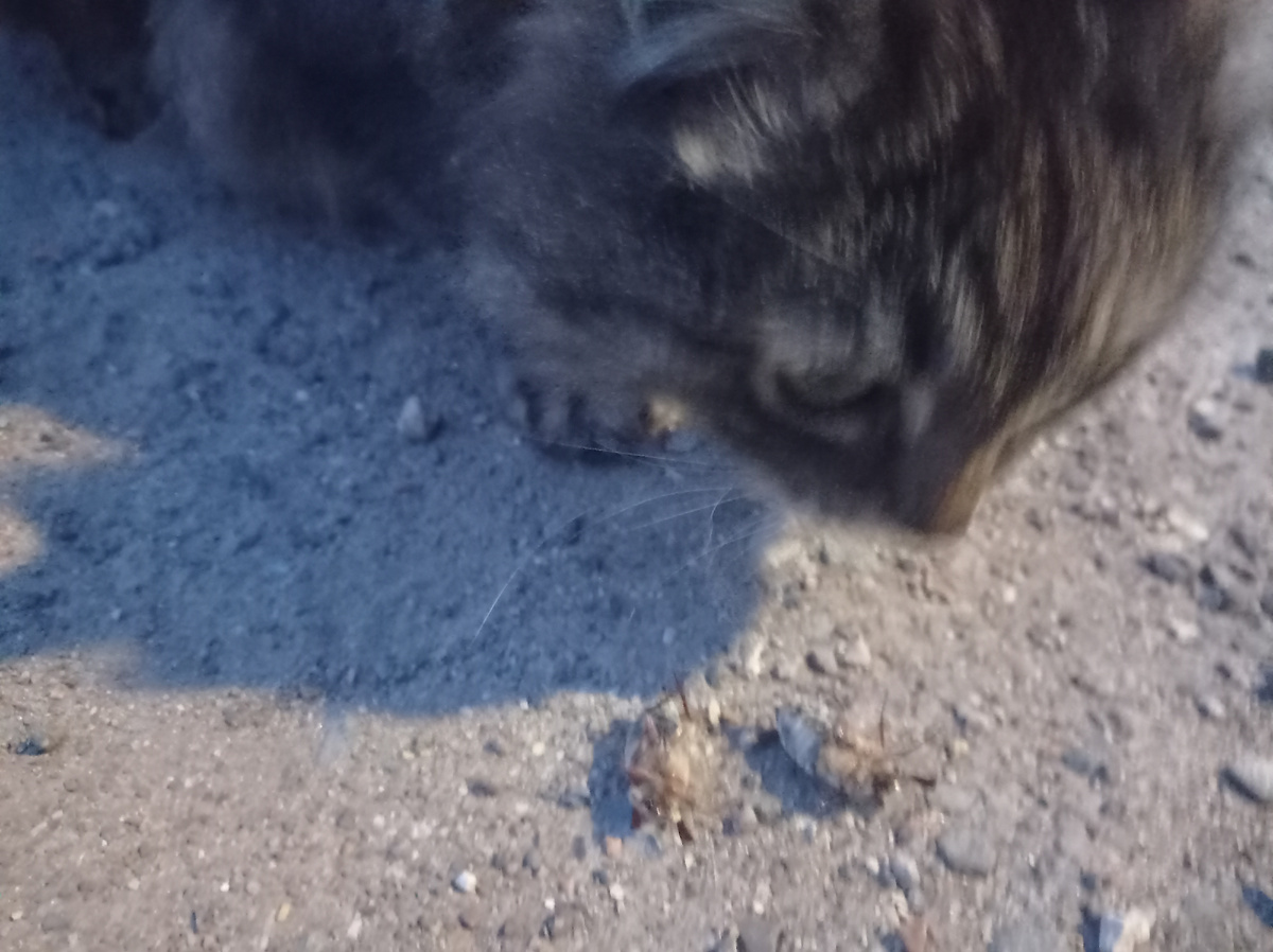 Кошка и майские жуки