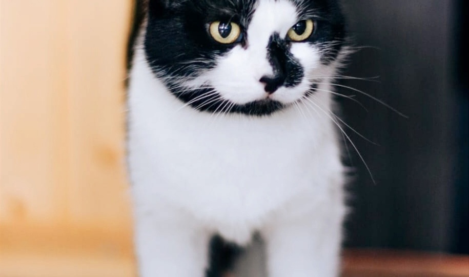 Уже больше года томится в тесной клетке…