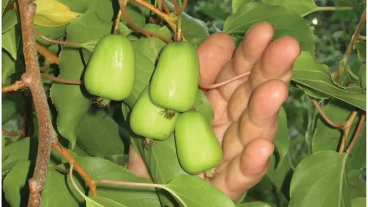 Фото: пресс-служба администрации Предгорного округа Ставрополья
На Ставрополье успешно вырастили актинидию аргута (дальневосточный киви)