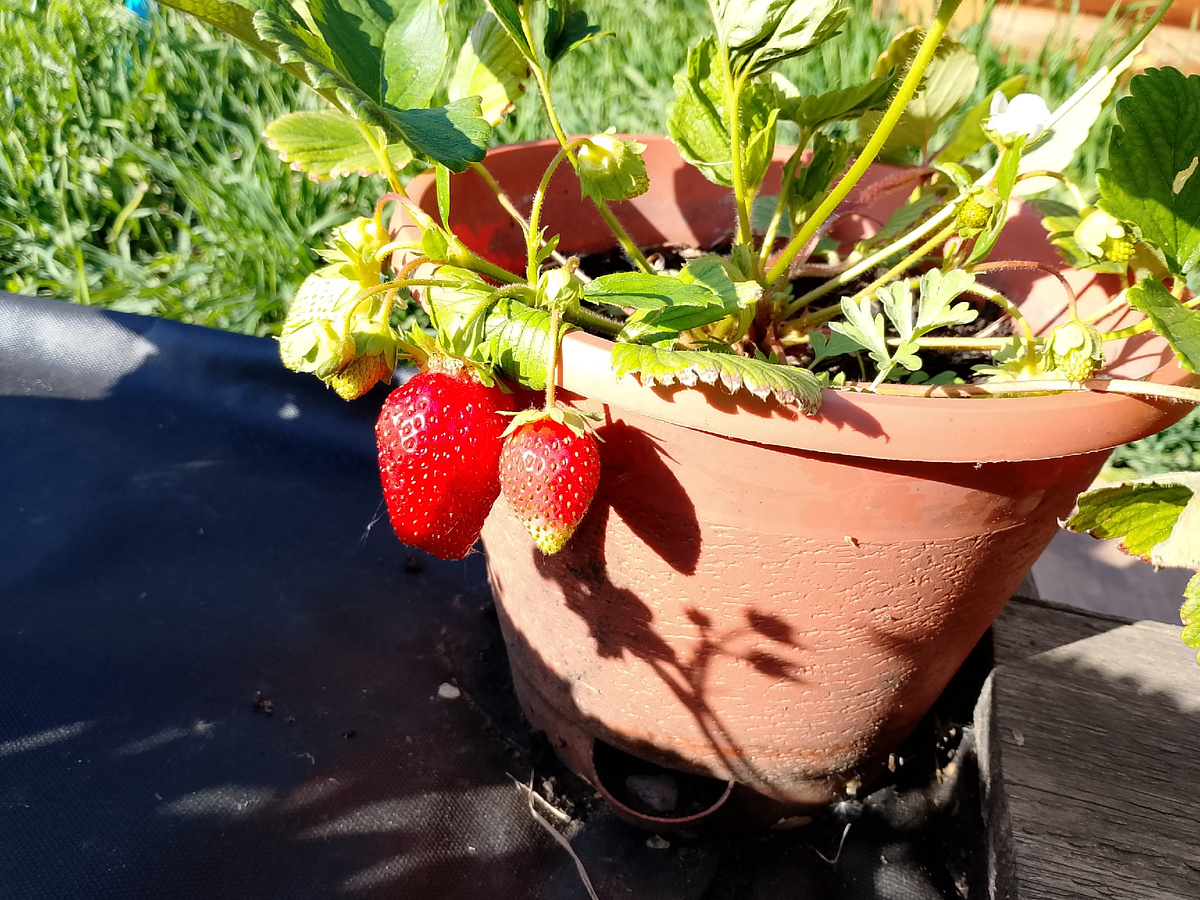 Первая ягода. 24 мая. 