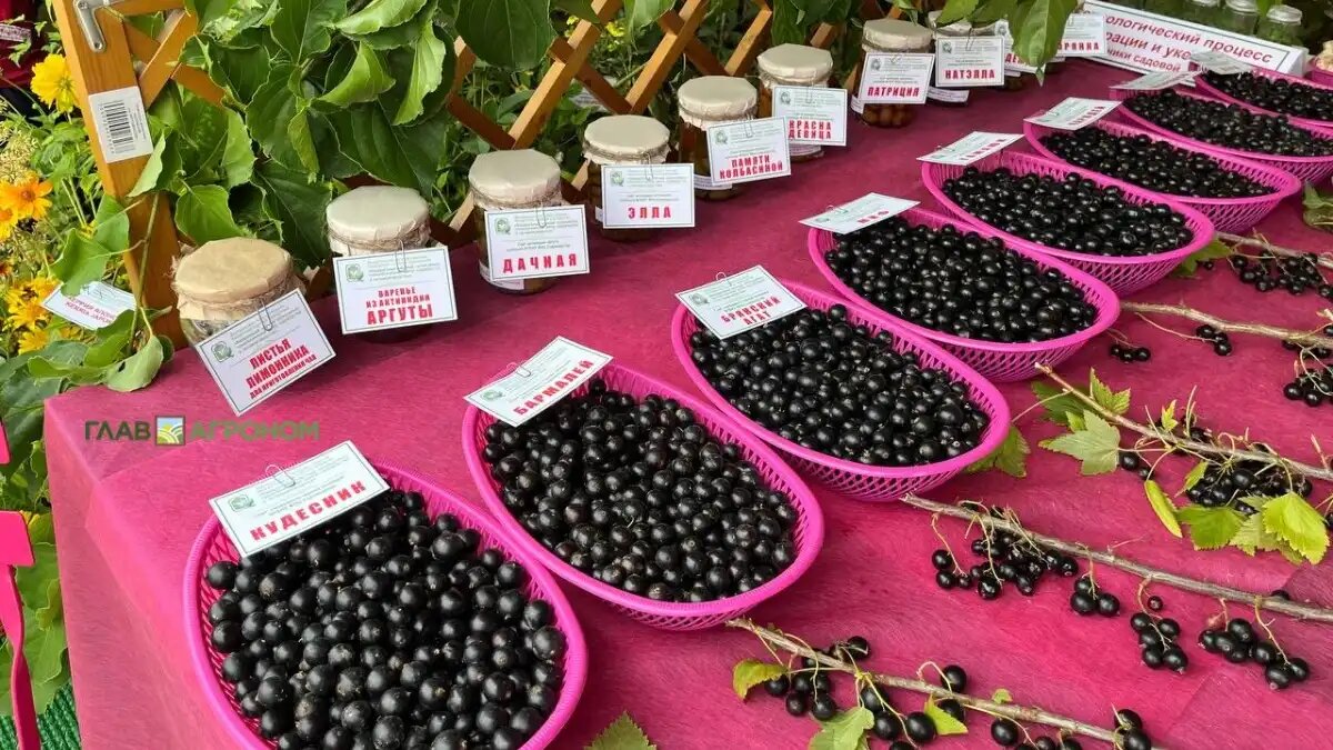 Фото:© Владимир Исаенко / Glavagronom.ru
Один из самых молодых фермеров Беларуси установил рекорд скорости посадки черной смородины