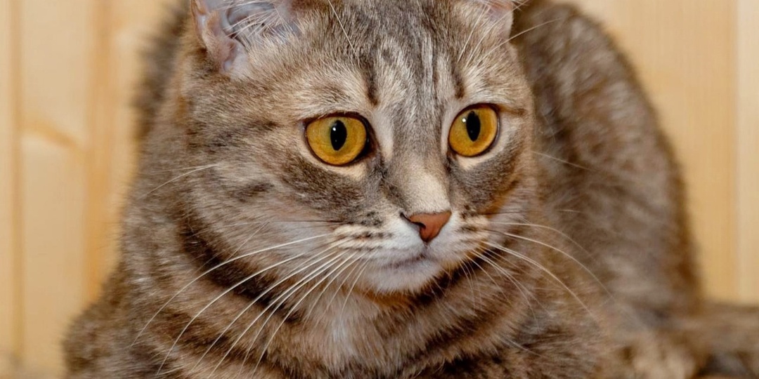 Маленькая принцесса Хлоя😺