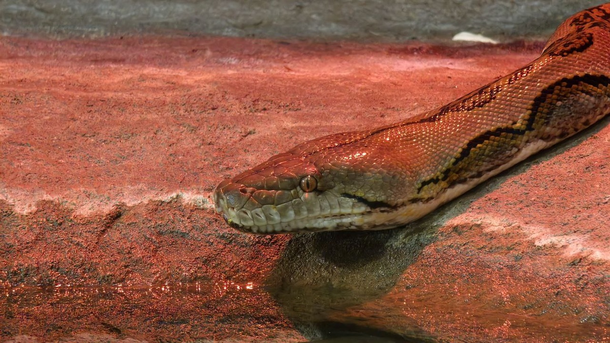 Фото: Тульский экзотариум