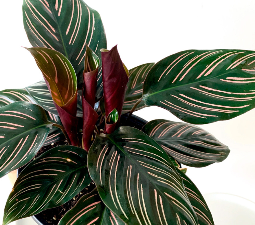 Сорт Ornata/ фото my-plants.com