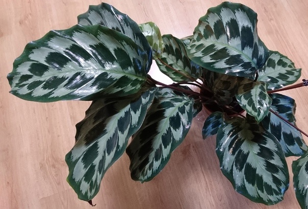 Калатея Хелен Кеннеди / фото ВКонтакте