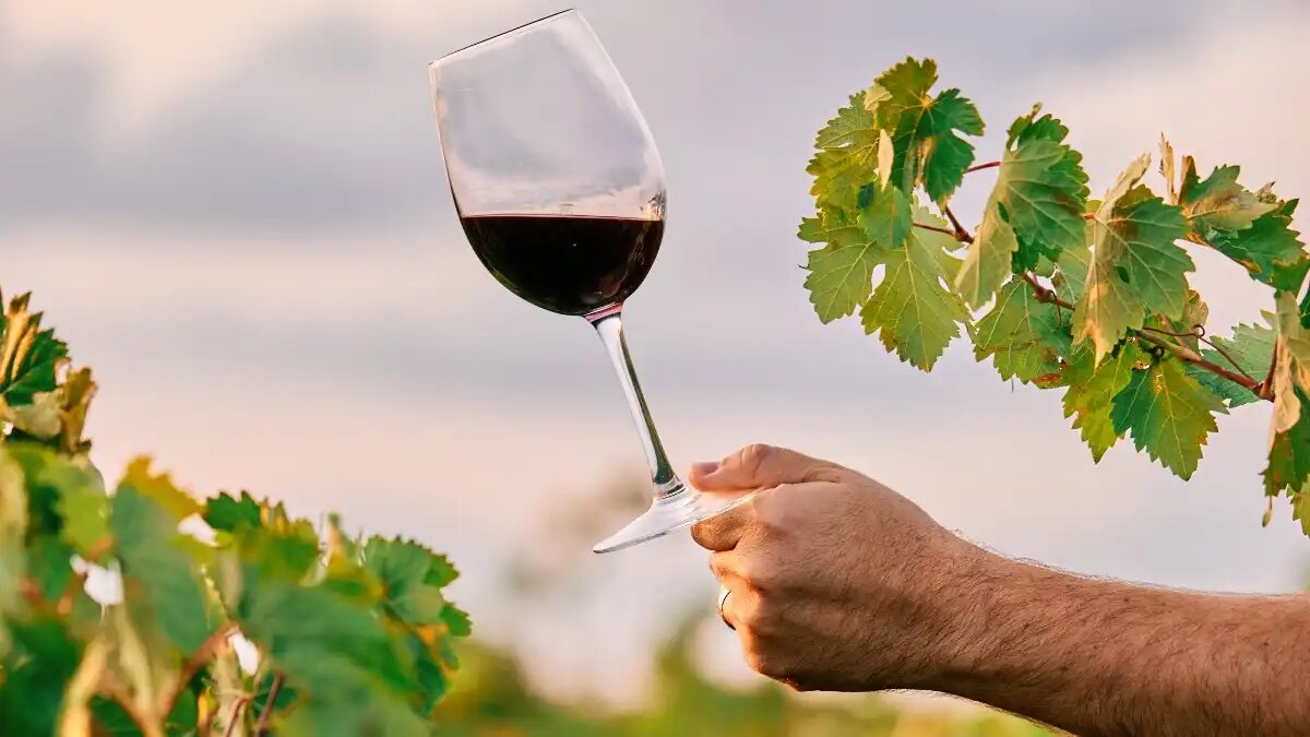 Фото: wirestock / Freepik
В европейских винах зафиксировали рост содержания «вечных химикатов»