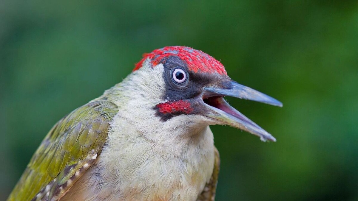     Автор: wikimedia.org