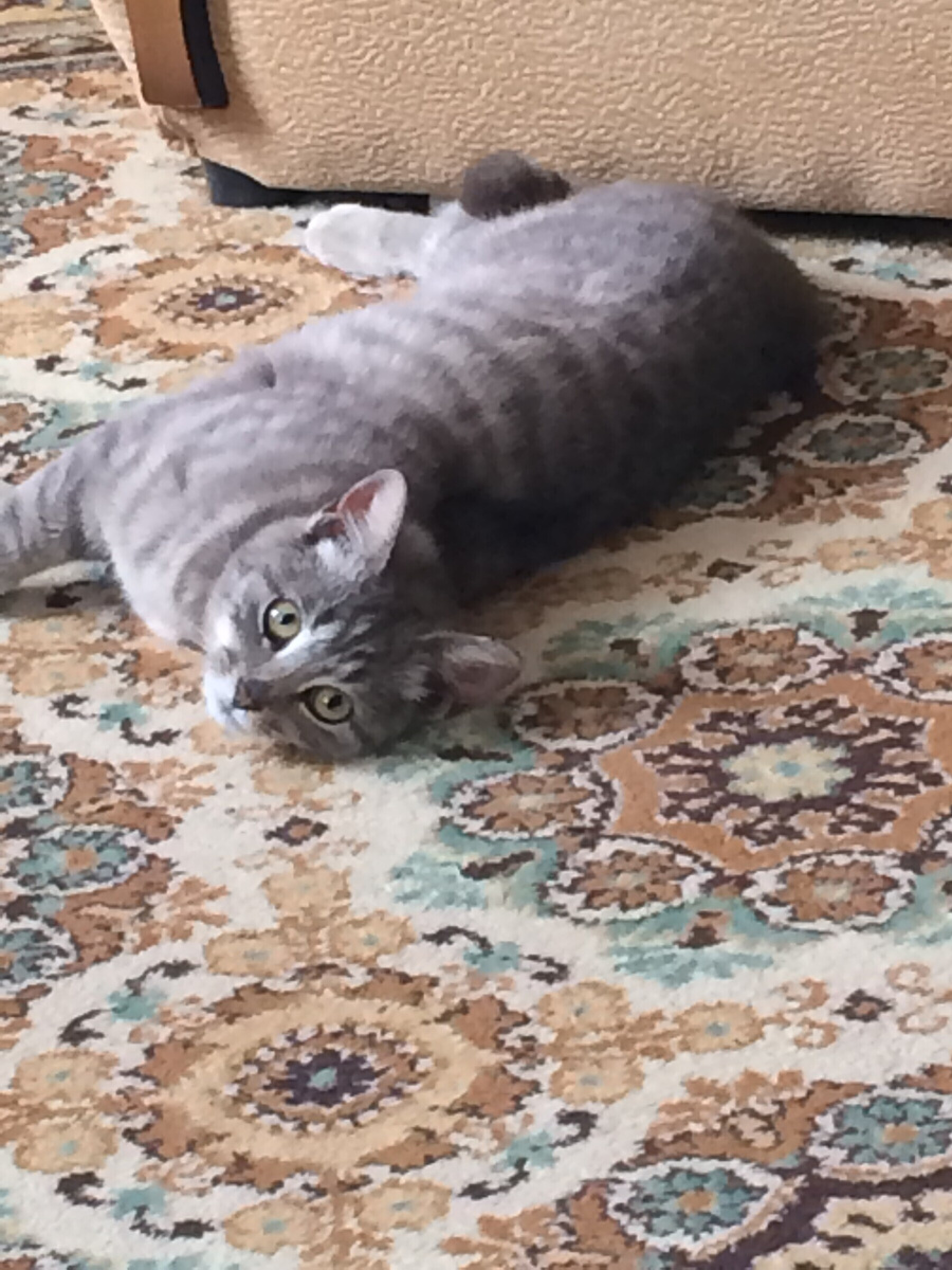 Муся, первые дни дома. У себя дома.