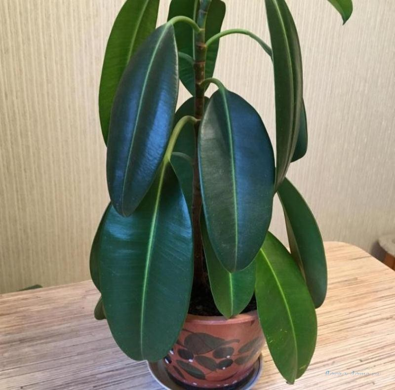 Поникший фикус. Источник фото: pinterest.com